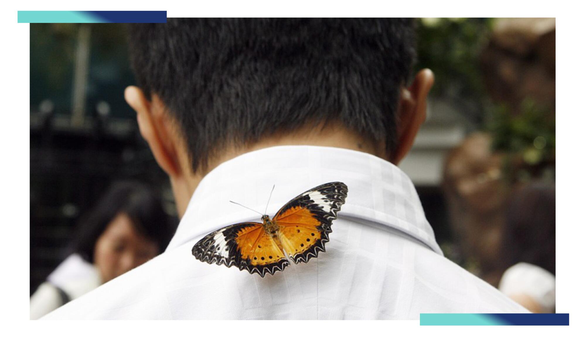 A butterfly rests on a man's collar at Changi Airport.