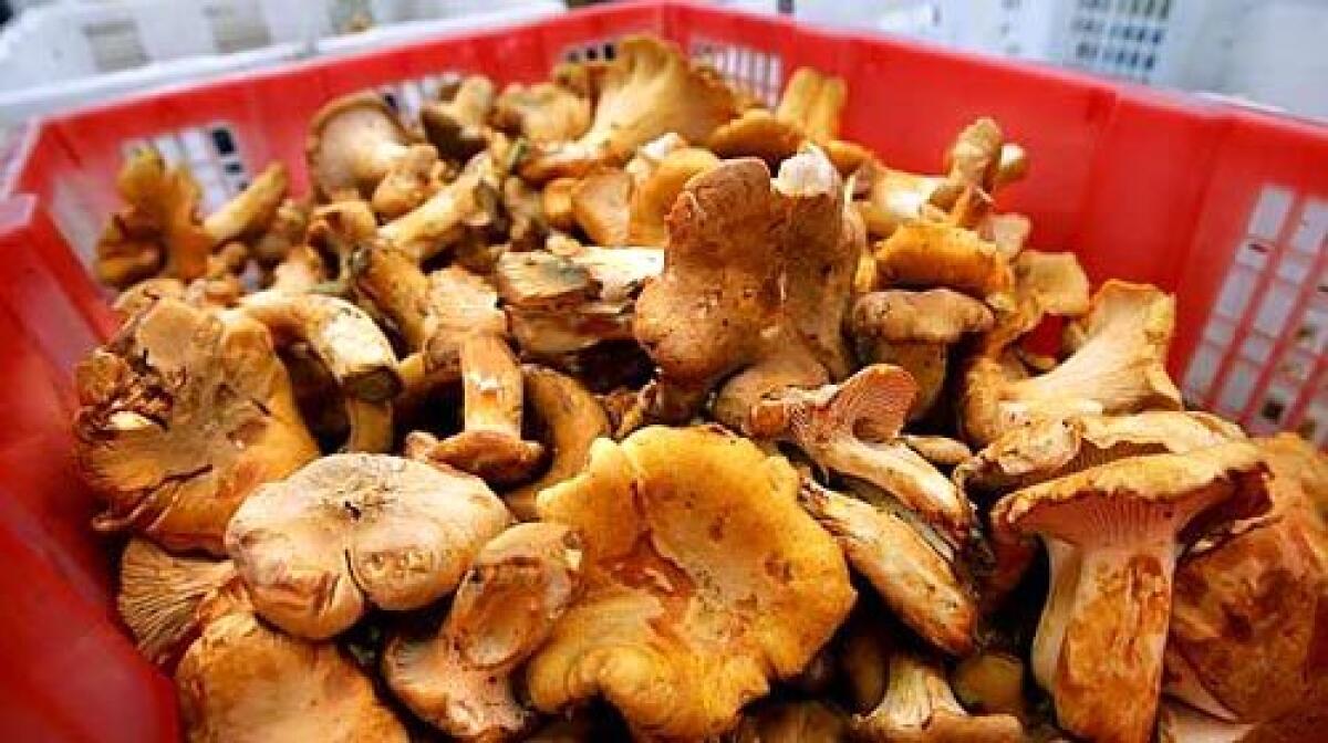 Fresh chanterelles seem to be getting more plentiful and easier to find.
