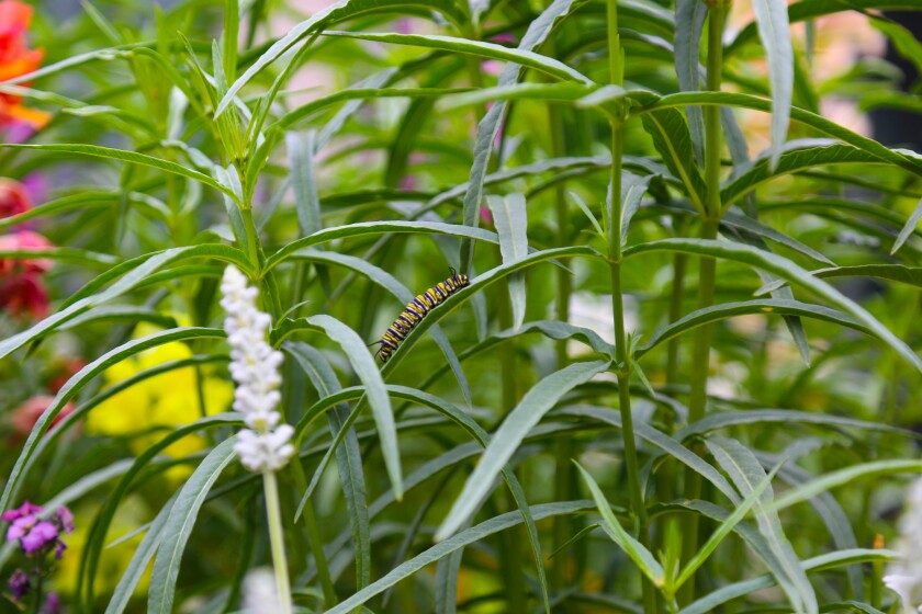 A monarch caterpillar crawls on narrow leaf milkweed in the new butterfly garden at Seasons Restaurant in Carlsbad.  