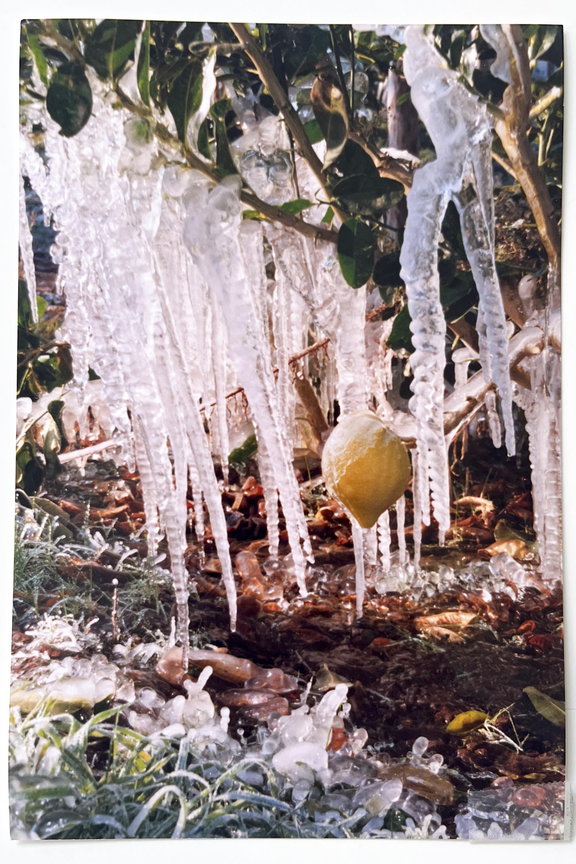 In 1990, a freeze destroyed the citron crop at Lindcove Ranch.