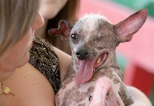 World's ugliest dog contest