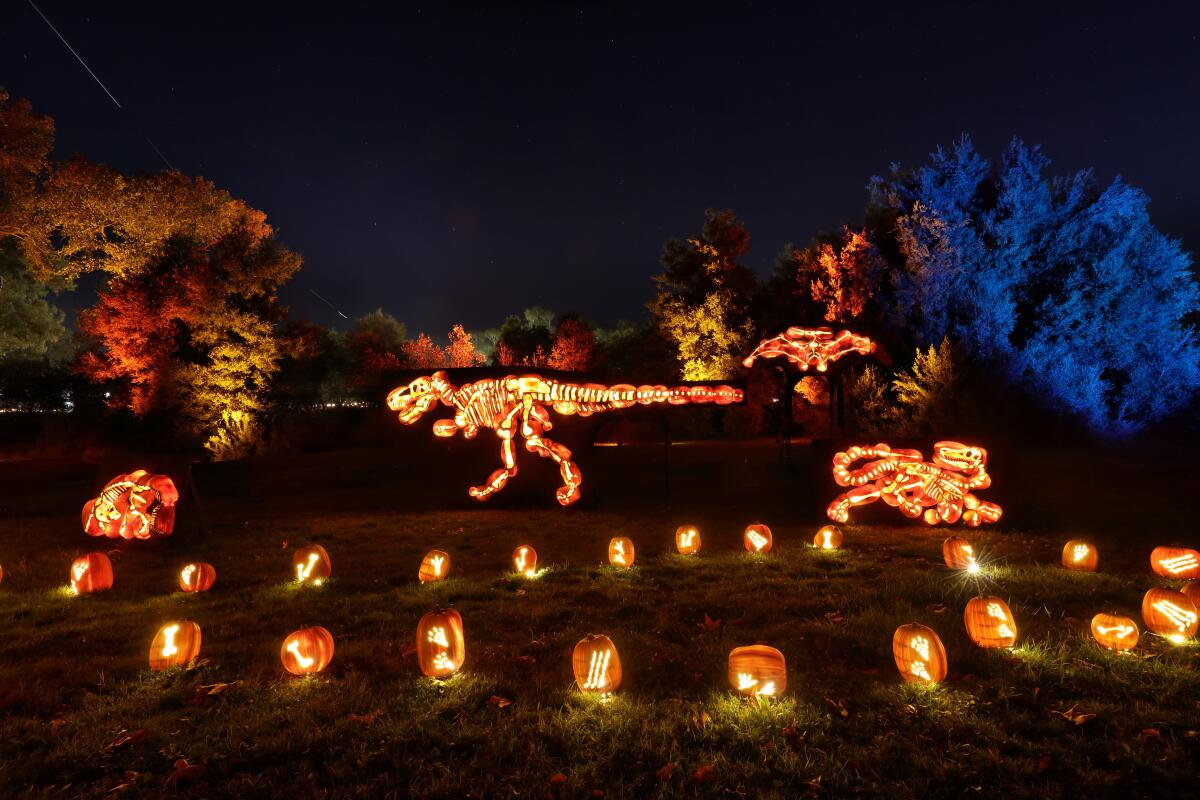 Pumpkins and illuminated dinosaur skeletons.