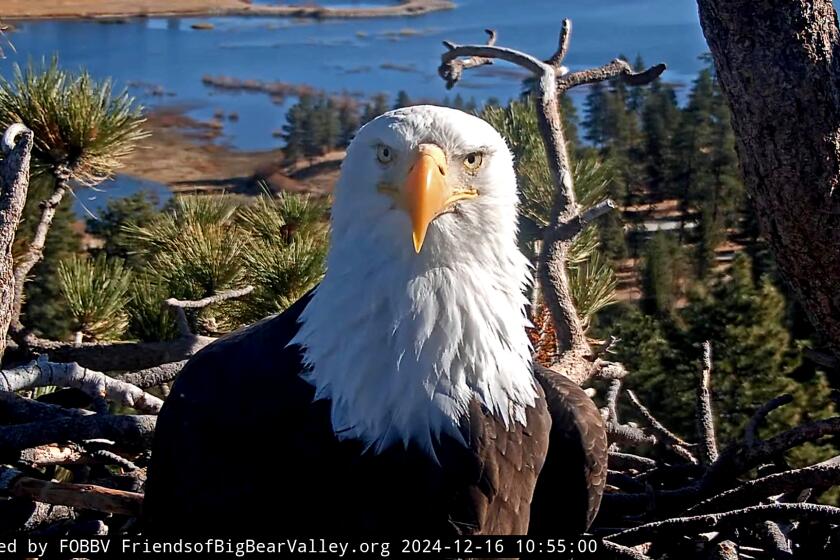 Jackie continues to be alert, perching, eating both assisted and on her own. Jackie is on many medications, and they say that may inhibit her desire to eat on her own. Her energy is improving and she is still being feisty with the staff, according to Friends of Big Bear Valley and Big Bear Eagle Nest Cam.