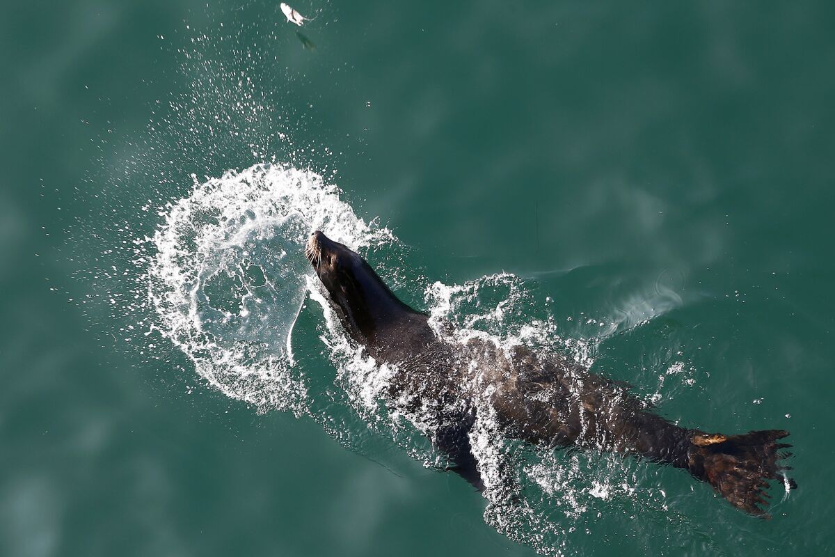 A sea lion flings a fish it caught along the north side of Huntington Beach Pier on Tuesday.