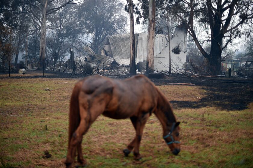 A horse grazes Monday near a fire-ravaged home in Cobargo, Australia.