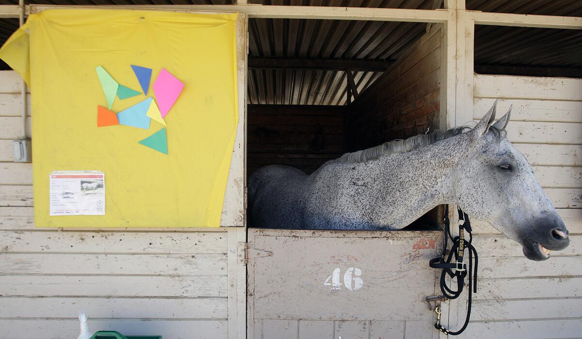 Pass the Award Dave, a potential horse to be matched with a Special Olympics rider, pokes his head out of a stable at the Los Angeles Equestrian Center in this file photo from Monday, July 27, 2015.