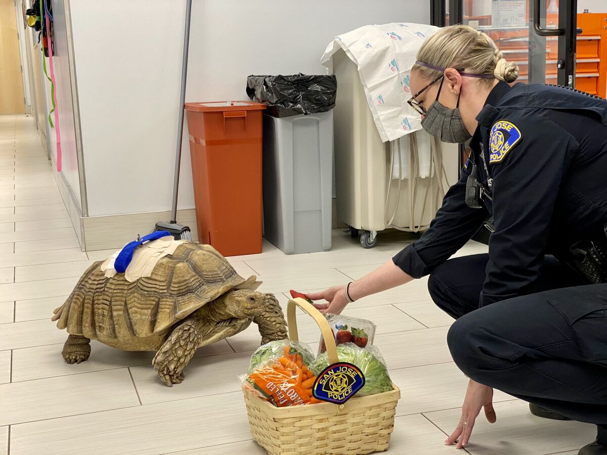 A police officer feeds a strawberry to a giant tortoise.