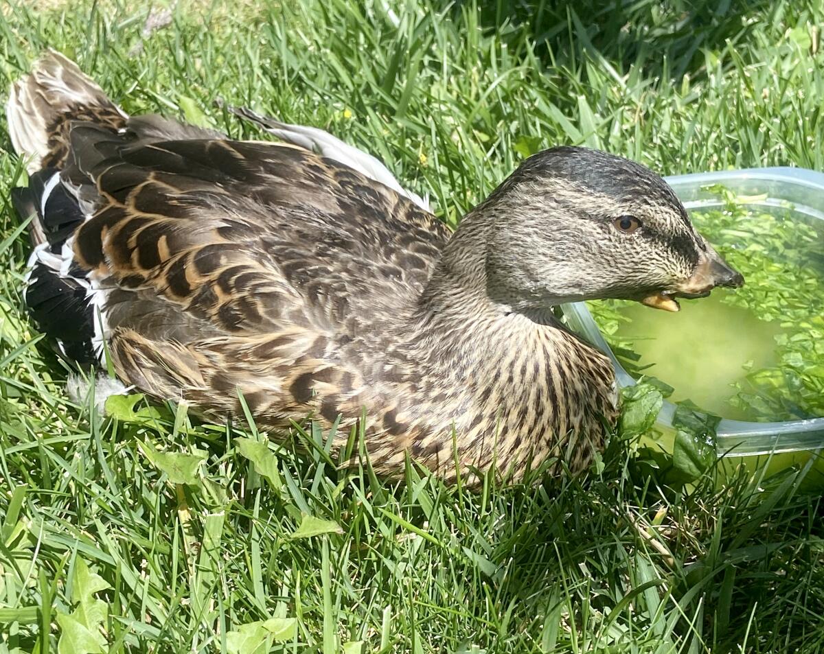 A duck, with no bill, stands next to a glass bowl of water. 