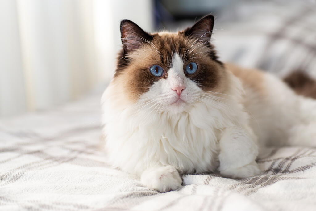 Cat Ragdooll Ragdoll Cat Overview: Appearance, Behavior, Size, and Daily Care - Los ...