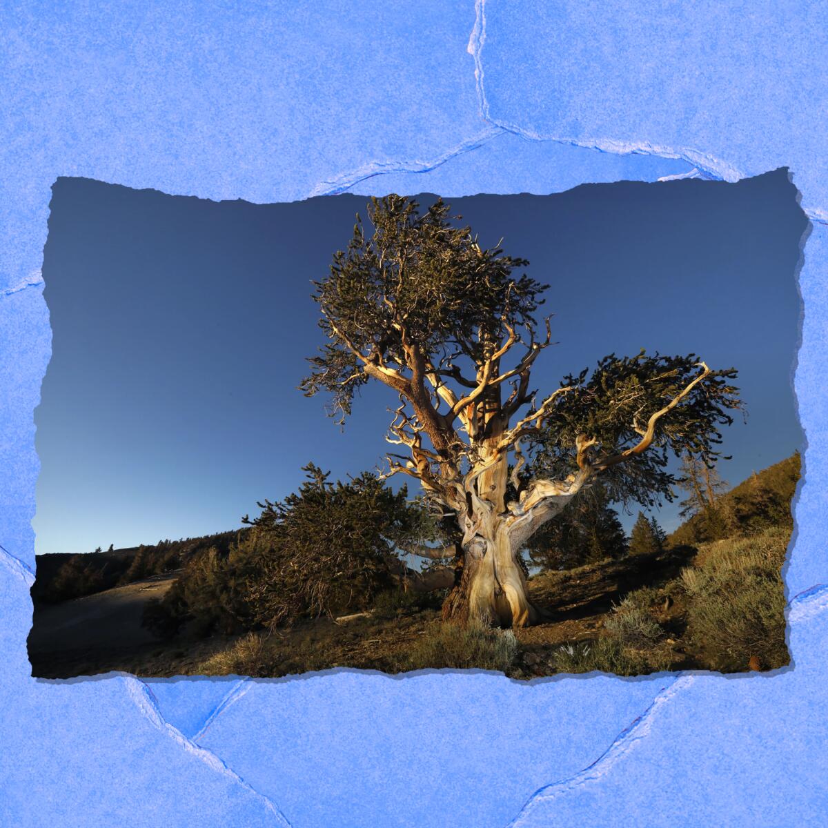 A portrait of a twisting pine tree.