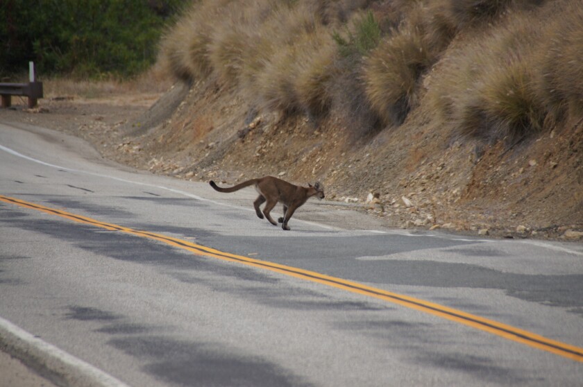 Un puma cruza corriendo una carretera junto al Área Recreativa Nacional de las Montañas Santa Mónica 