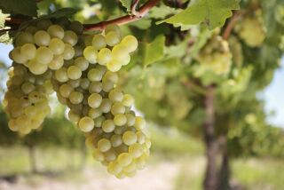 If you are starting a home vineyard, chardonnay grapes are a good choice.