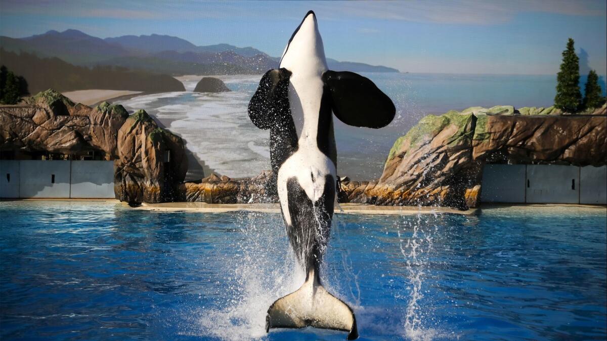 An orca leaps at SeaWorld San Diego.