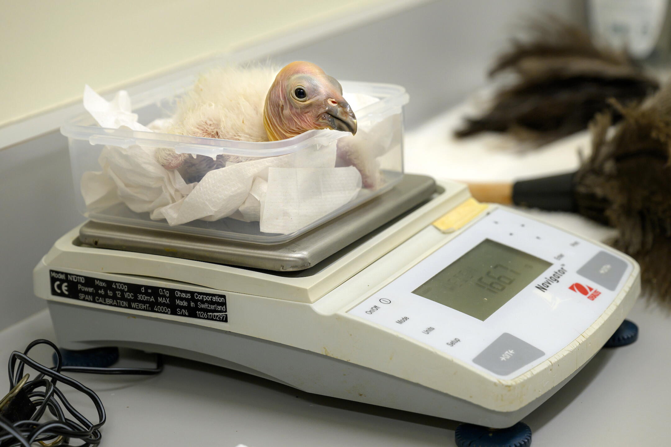 Condor Embryo Record 17 condor chicks thrive at L.A. Zoo: Ugly-cute baby photos - Los ...