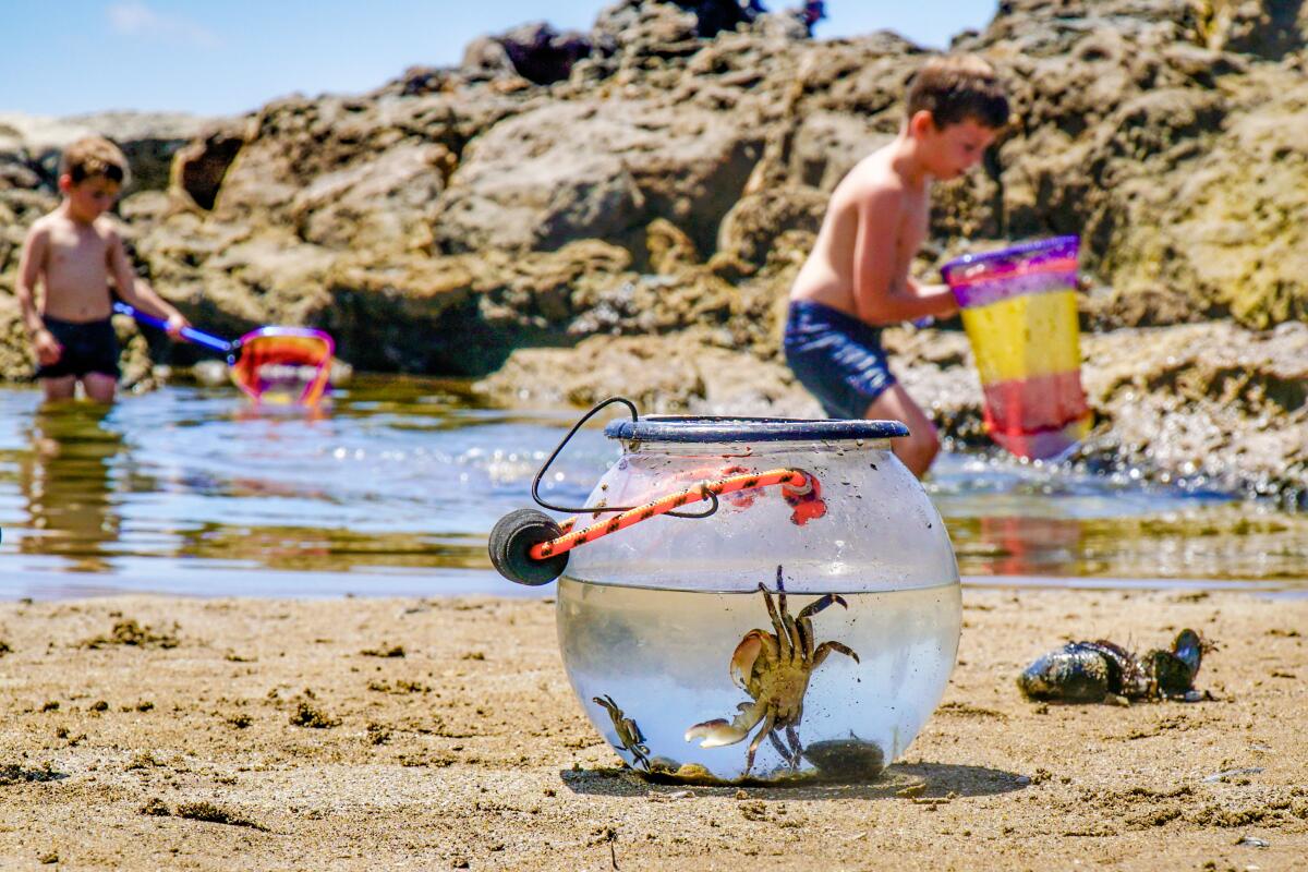 A fishbowl on a beach with a crab in it and two boys with nets playing in the background