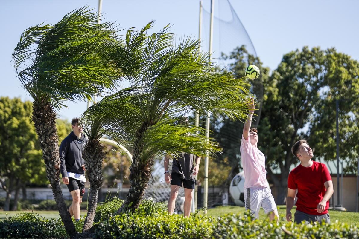 Palm trees blow in the wind at a park