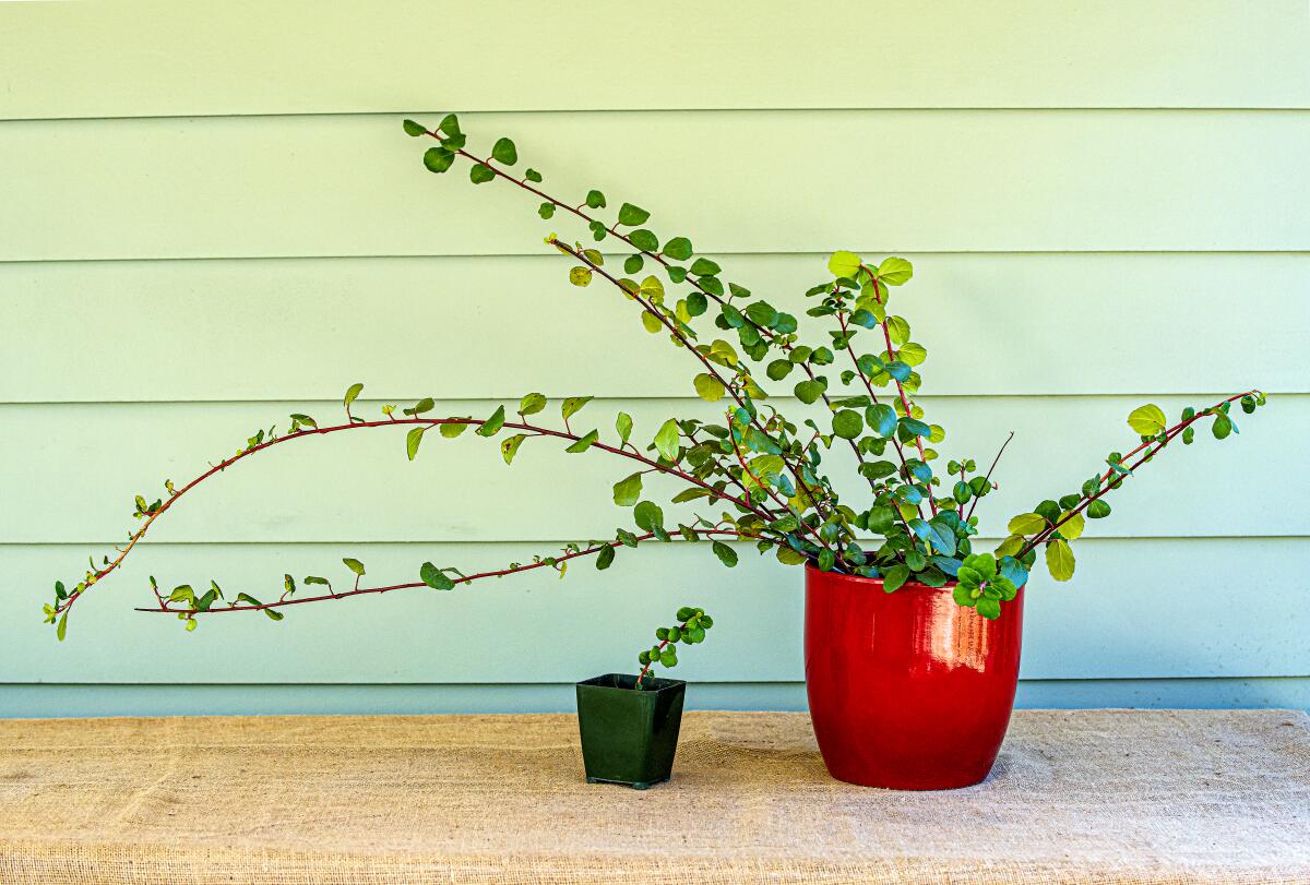 
Catalina currant (Ribes viburnifolium) is a bright green shrub with a citrus fragrance.