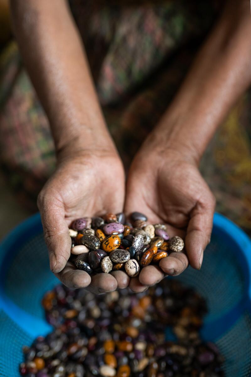 A pair of hands holds up recently harvested multicolored Piloy beans.