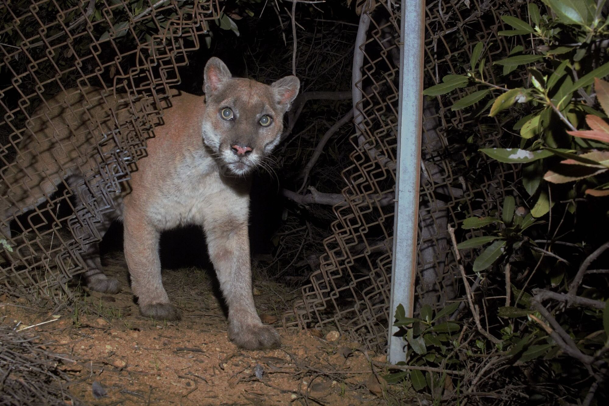 P-22 walks through a break in a chain link fence at night.