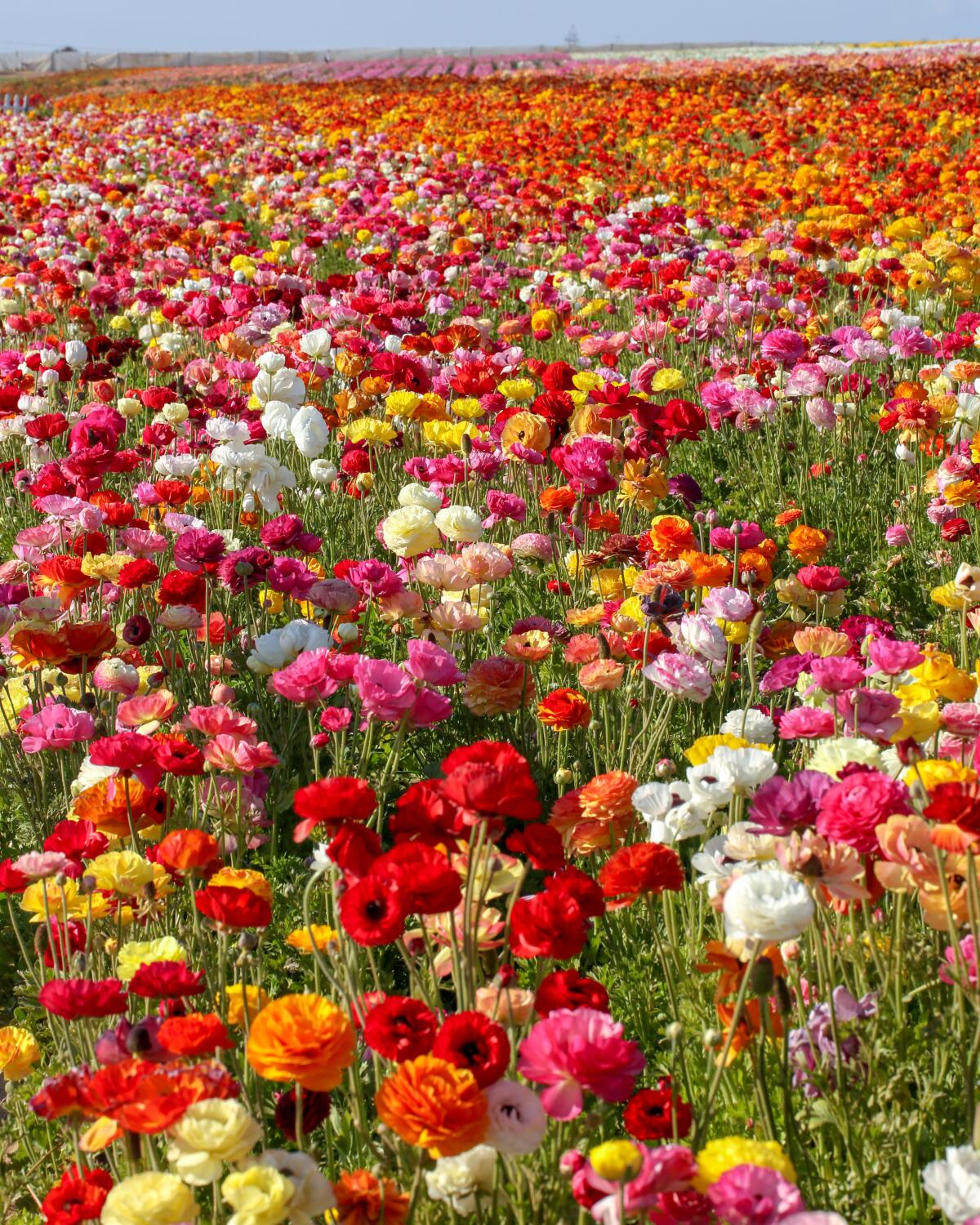 A field bursting with colorful flowers.