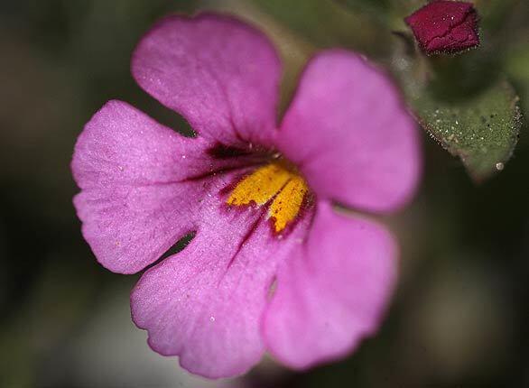 Perfect petals in Anza-Borrego Desert State Park