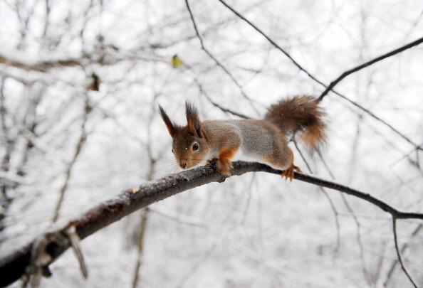 A squirrel sits on an ice covered branch