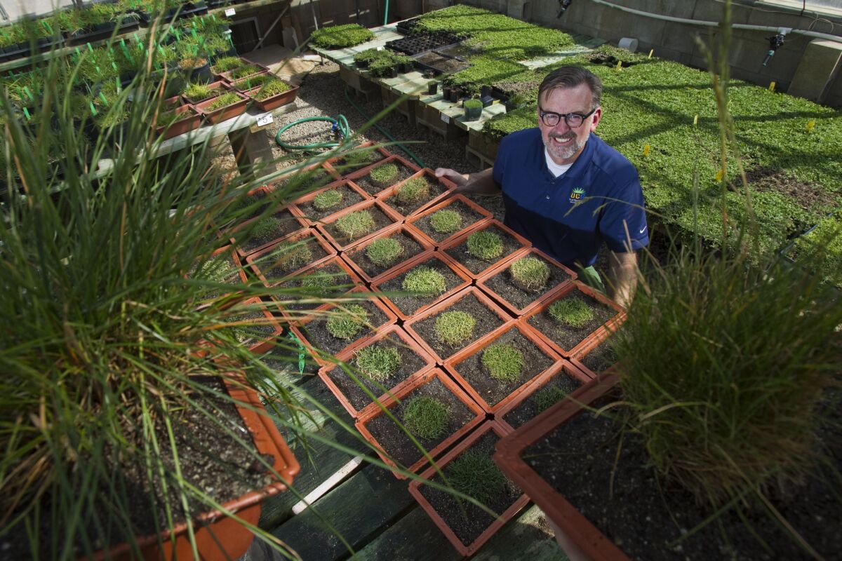 Jim Baird, turfgrass specialist at UC Riverside, displays grasses he is studying for drought tolerance.