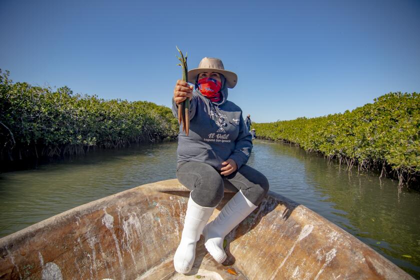 A member of WILDCOAST's partner, United Women of El Dátil, holds a mangrove seedling in a mangrove forest in Laguna San Ignacio, Baja California Sur, Mexico.