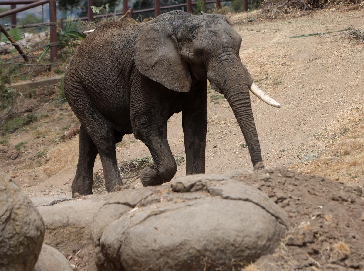 The elephant named Osh at the Oakland Zoo on Aug. 11