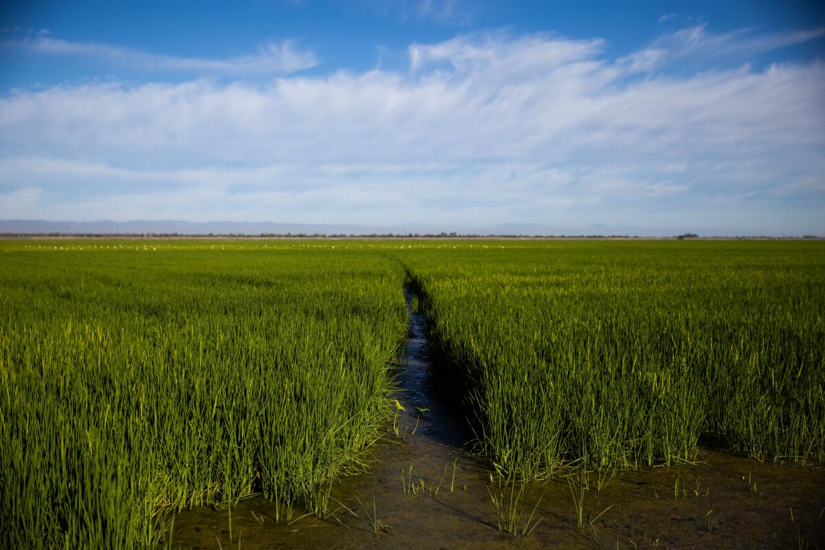 A rice field in Knights Landing, Calif., north of Sacramento, on Aug. 3. 