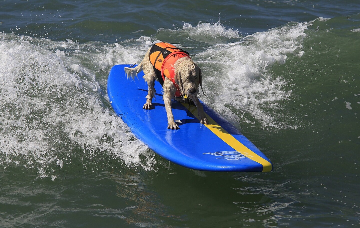 Surf dog competition in Huntington Beach Los Angeles Times