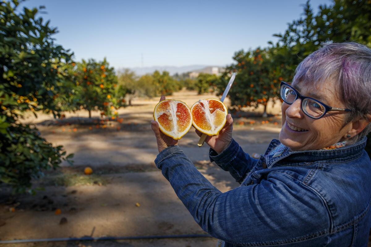 Tracy Kahn, curator of UC Riverside's Givaudan Citrus Variety Collection, holds a "Valentine" fruit, a cross between a pomelo, a blood orange and a mandarin. It's one of the many hybrids the collection has produced in its 113-year history.