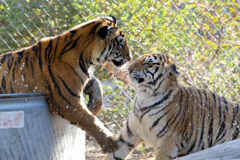 Neil y Karma, tigres de Bengala del zoológico de enseñanza de Moorpark College