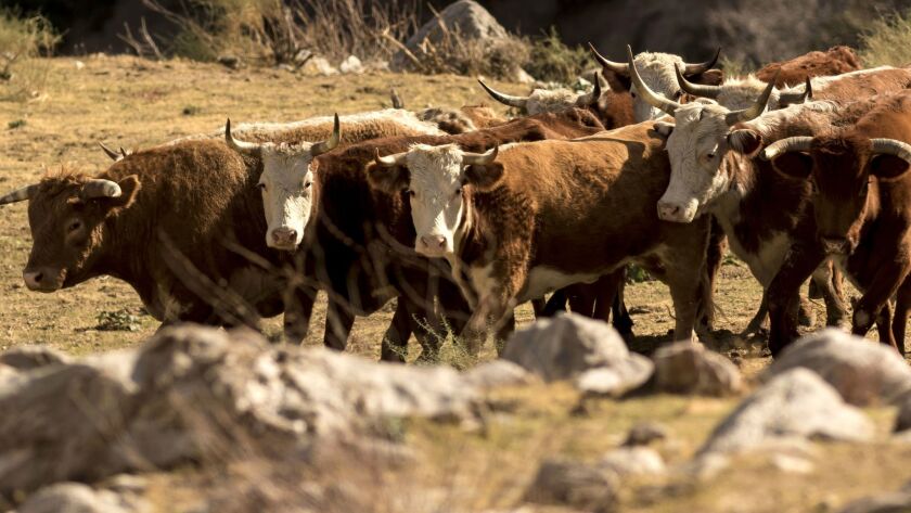 An estimated 150 unbranded feral bulls and cows roam the new Sand to Snow National Monument near Palm Springs.