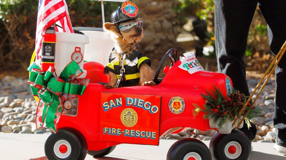 Bailey, a Yorkie, dressed as a San Diego firefighter during the Gaslamp Holiday Pet Parade in San Diego.
