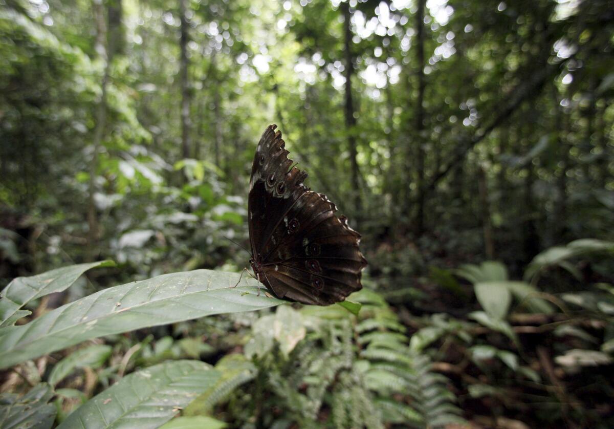 ARCHIVO- Una mariposa se posa sobre una hoja en el Parque Nacional del Yasuní, 