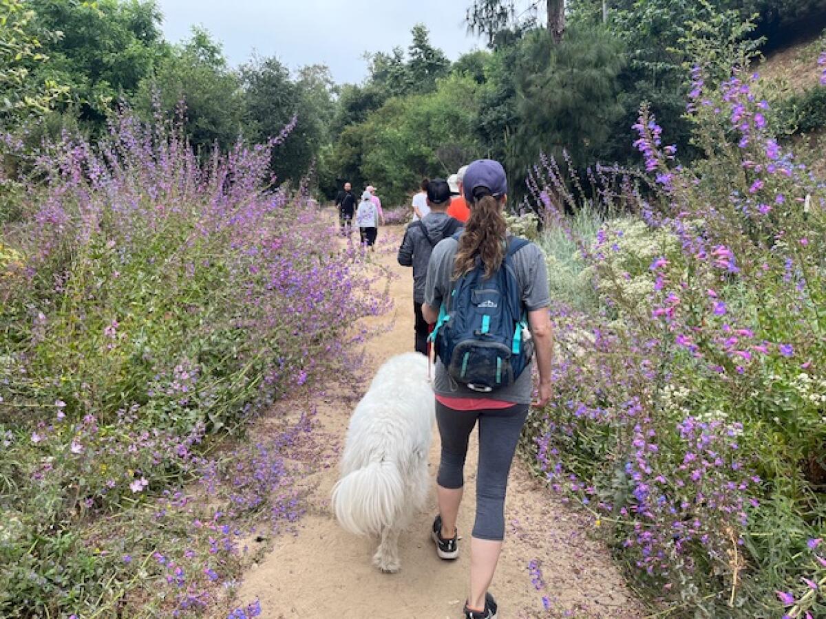 A woman, from the back, on a trail with a white dog
