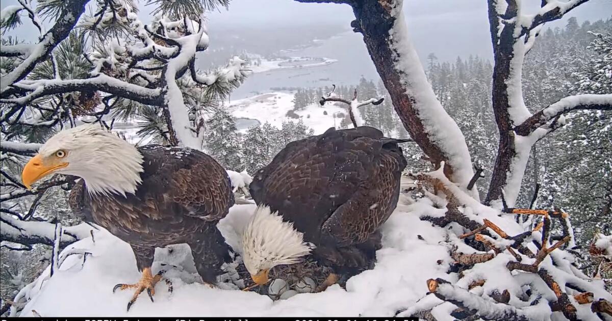 Bir çift kel kartal kuluçka, büyük ayıda umuduna ilham veriyor