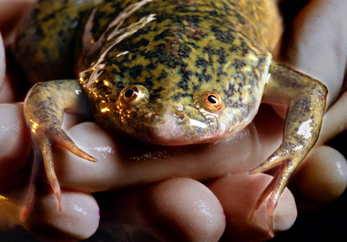 African clawed frogs, introduced to California decades ago, carry a fungus that has wiped out vast numbers of amphibians around the world, says a study in PLOS ONE.
