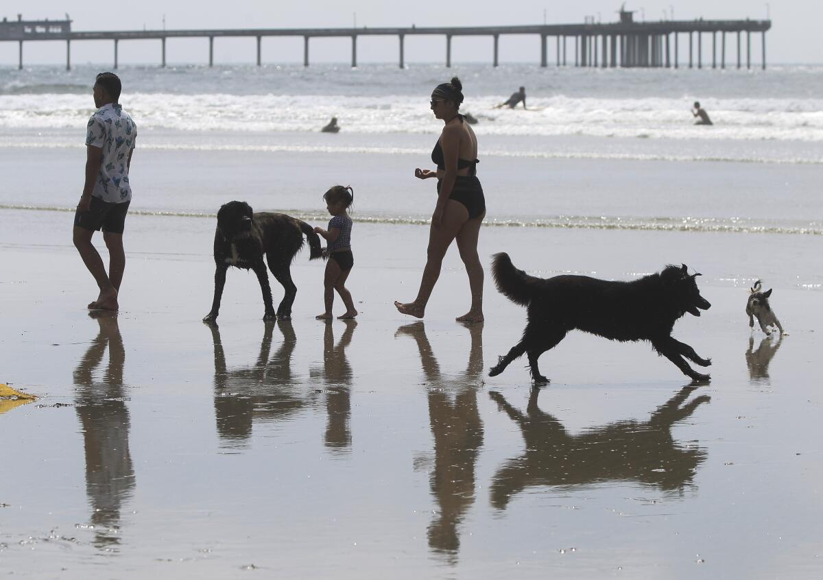 Dogs and people play at Ocean Beach's Dog Beach in 2019.