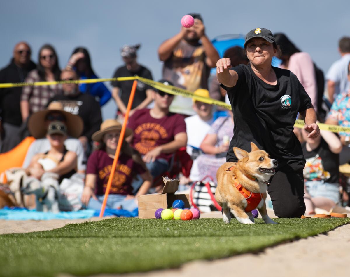 A corgi whips around to retrieve a ball thrown by its owner.