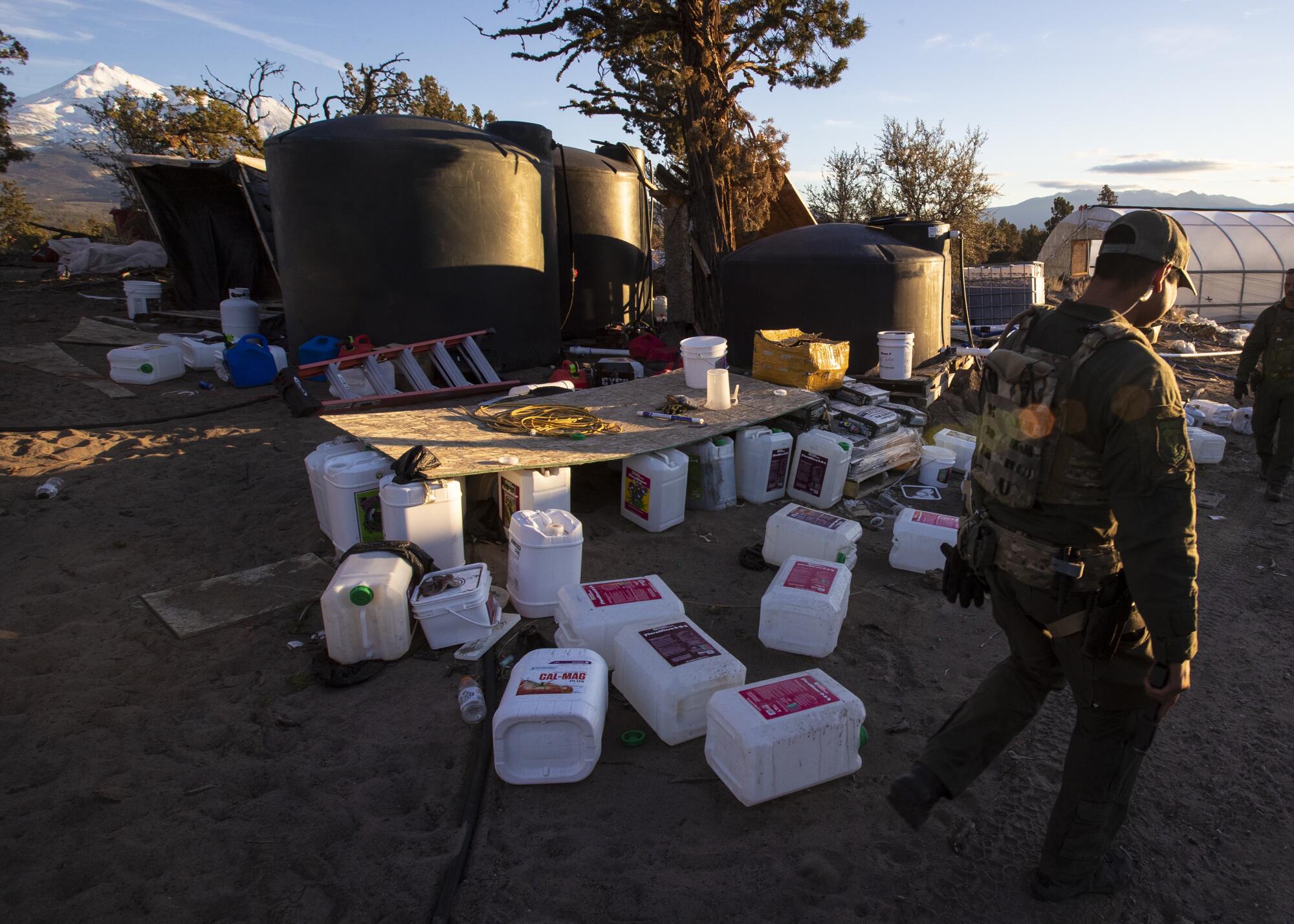 Sheriff's deputies serving a search warrant on an illicit marijuana operation walk past containers of fertilizer