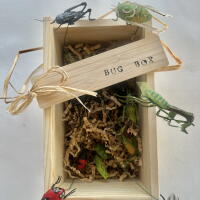 A handmade bug box features beetles, ants, praying mantis, more 
