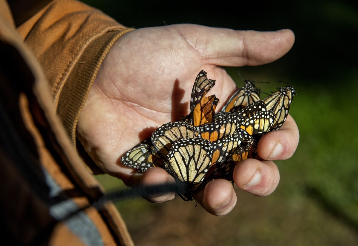 Photograph of a handful of dead Monarch butterflies