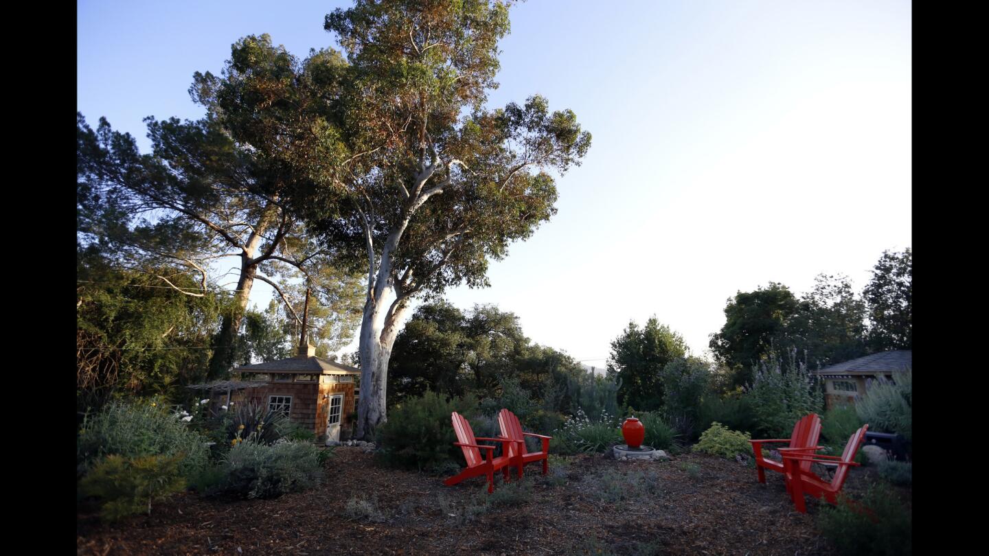 Erik Hillard and Peggy Casey have transformed their sprawling Altadena lawns into a colorful landscape of plants and flowers. Last year, they let pumpkins overtake the empty area of the backyard, pictured above.