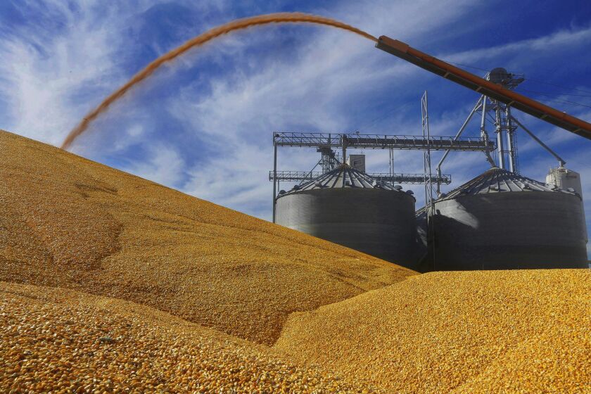 FILE - In this Sept. 23, 2015 file, photo, Central Illinois farmers deposit harvested corn on the ground outside a full grain elevator in Virginia, Ill. Canada said June 9, 2023 it will join a trade dispute panel that the U.S. requested over Mexico’s proposed limits on imports of genetically modified corn. (AP Photo/Seth Perlman, File)
