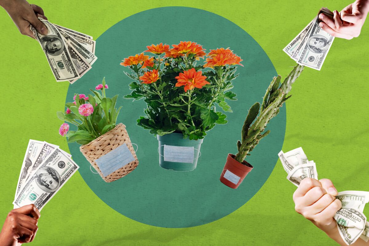 Illustration of hands holding cash, ready to purchase plants.