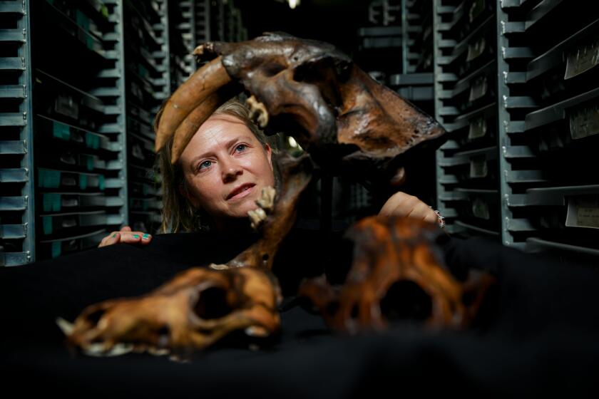 LOS ANGELES, CALIF. -- WEDNESDAY, AUGUST 21, 2019: Aisling B. Farrell, collections manager for Rancho La Brea, poses for a photo with fossils, clockwise from top: sabertooth cat also known as Smilodon fatalis (please italicize), Dire wolf, also known as Canis dirus (please italicize), Coyote, also known as Canis latrans (please italicize) at La Brea Tar Pits Museum in Los Angeles, Calif., on Aug. 21, 2019. (Marcus Yam / Los Angeles Times)