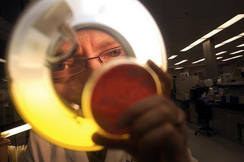 Dr. Kyle Petersen, an infectious disease specialist with the U.S. Navy, examines a colony of Acinetobacter baumannii at the National Naval Medical Center. Petersen was one of the first in 2003 to sound the alarm on an outbreak involving this unusual bacterium that was making the rounds among troops wounded in Iraq or Afghanistan. Years later, hundreds of patients in American military hospitals have become infected.