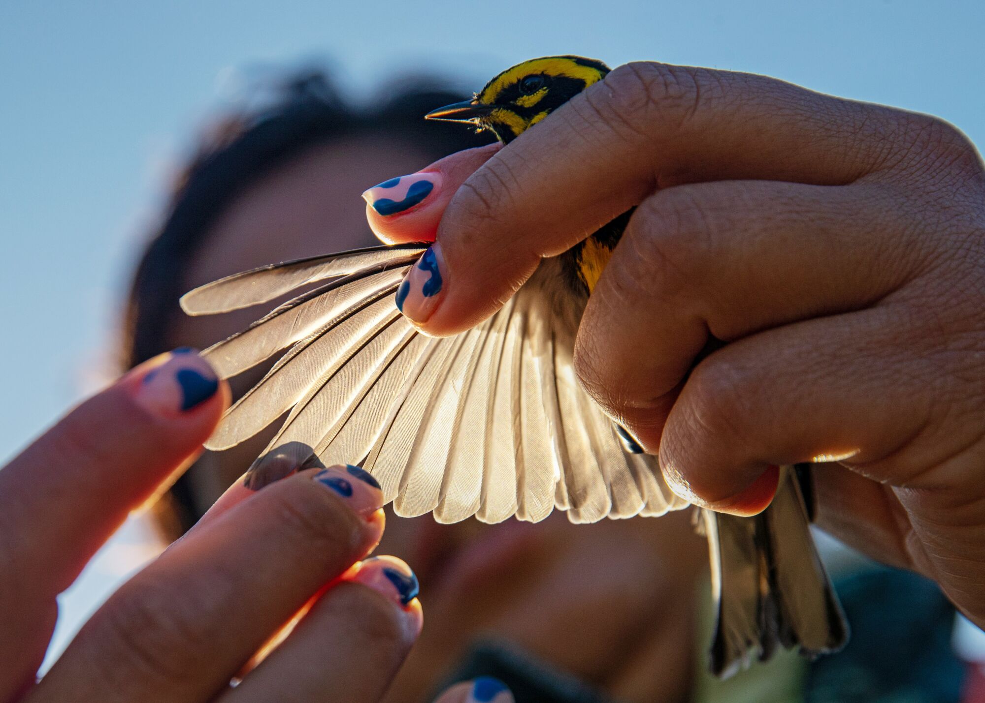 Küçük bir kuşu tutan bir el, diğer el kanatlarından birini açarken